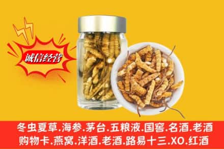 西秀区回收散虫草